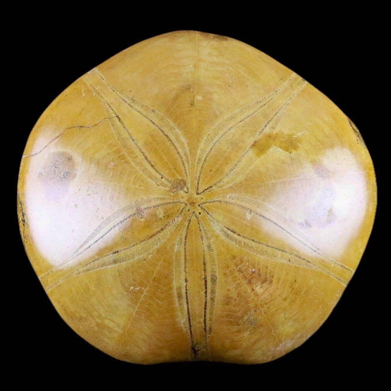 ea Urchin Star Fish Fossil Sand Dollar Jurassic Age 200 Mil Yrs Ago - Fossil Age Minerals
