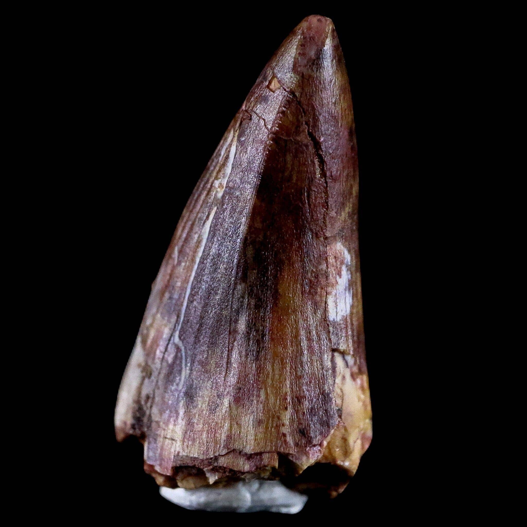Phytosaur Fossil Tooth Triassic Age Archosaur Redonda FM NM COA & Display-Fossil Age Minerals