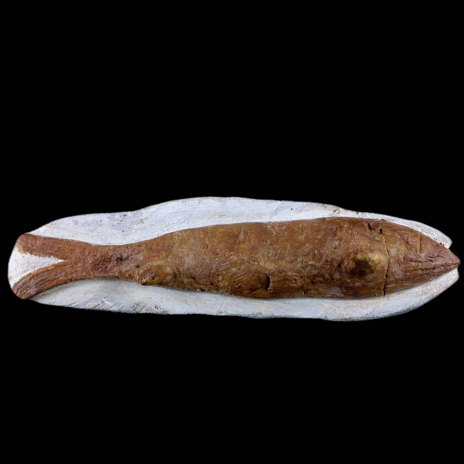 Goulmimichthys Fish Fossil In Matrix Cretaceous Dinosaur Age Goulmima Morocco - Fossil Age Minerals