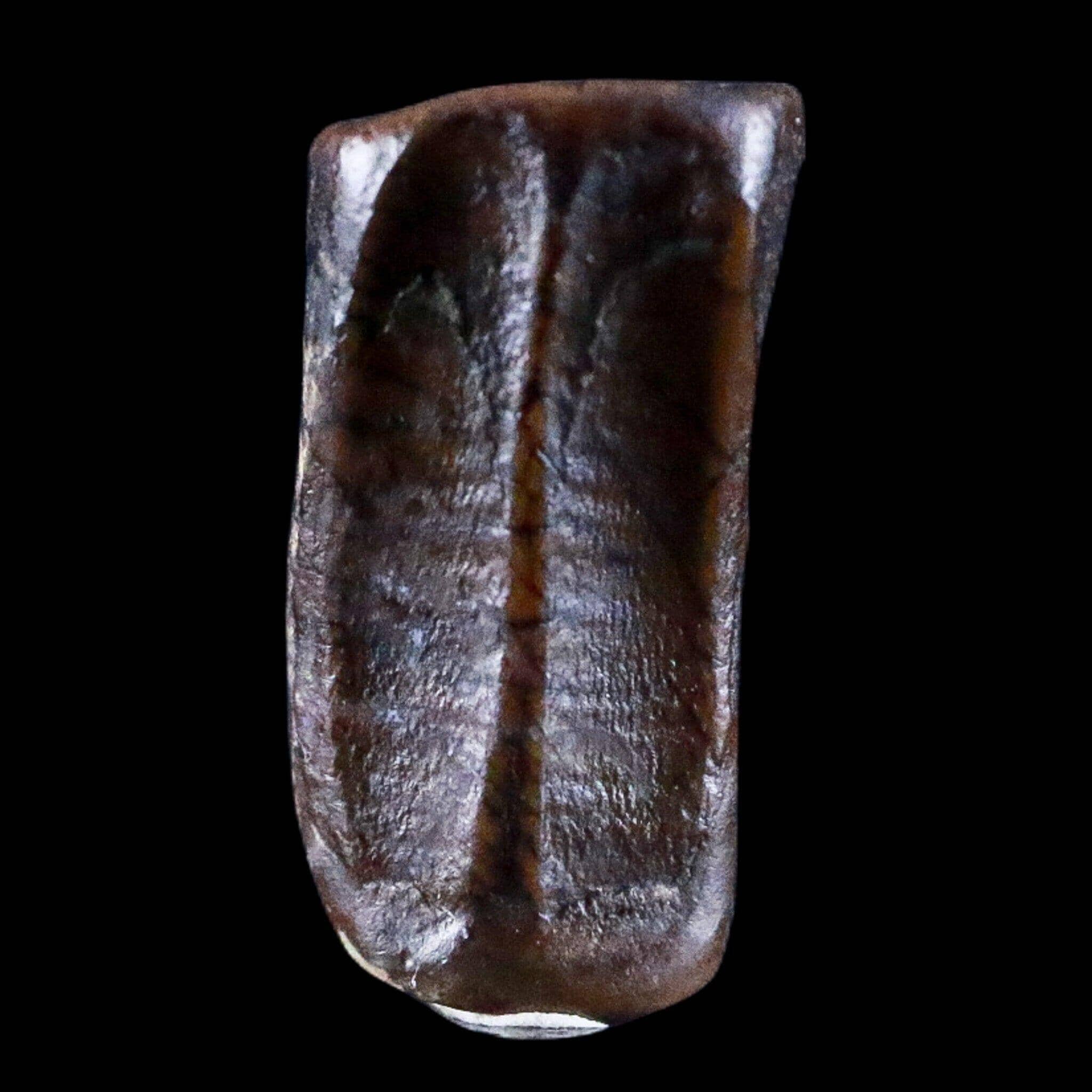 Corythosaurus Fossil Tooth Judith River FM MT Cretaceous Dinosaur COA, Display - Fossil Age Minerals