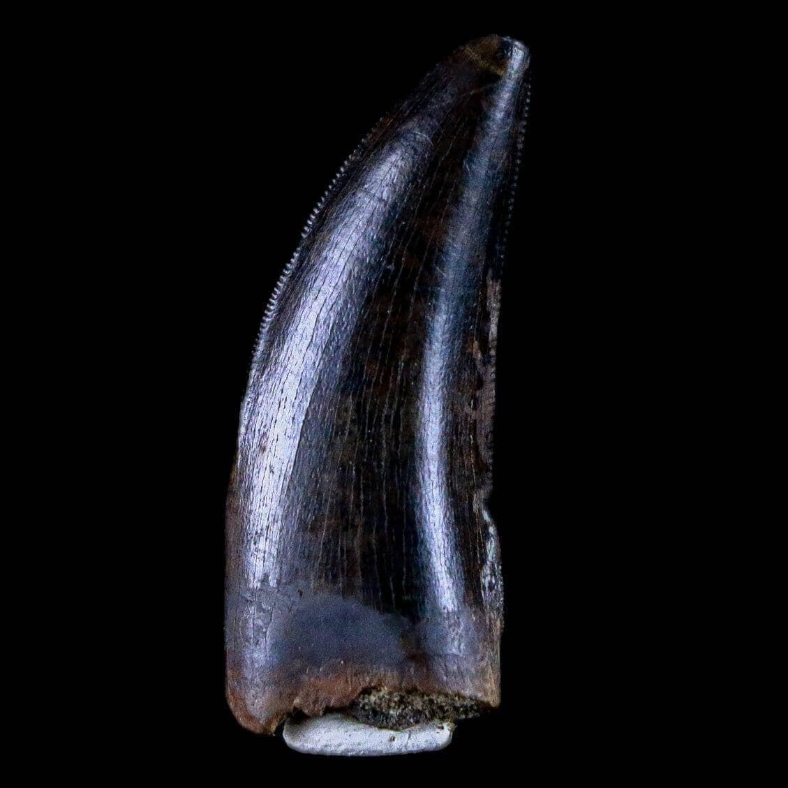 Daspletosaurus Tyrannosaur Serrated Fossil Tooth Cretaceous Dinosaur COA - Fossil Age Minerals