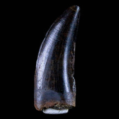 Daspletosaurus Fossil Collection