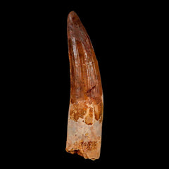 Spinosaurus Fossil Collection