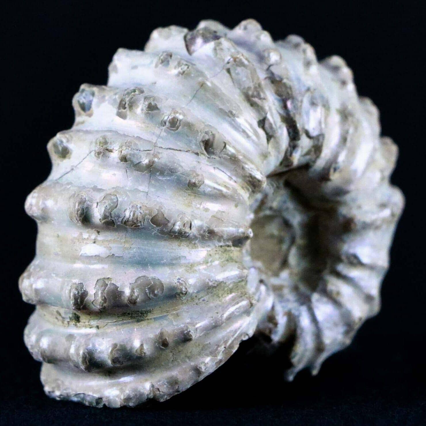 Douvilleiceras Tractor Ammonite Fossil Shell Cretaceous Age Madagascar - Fossil Age Minerals