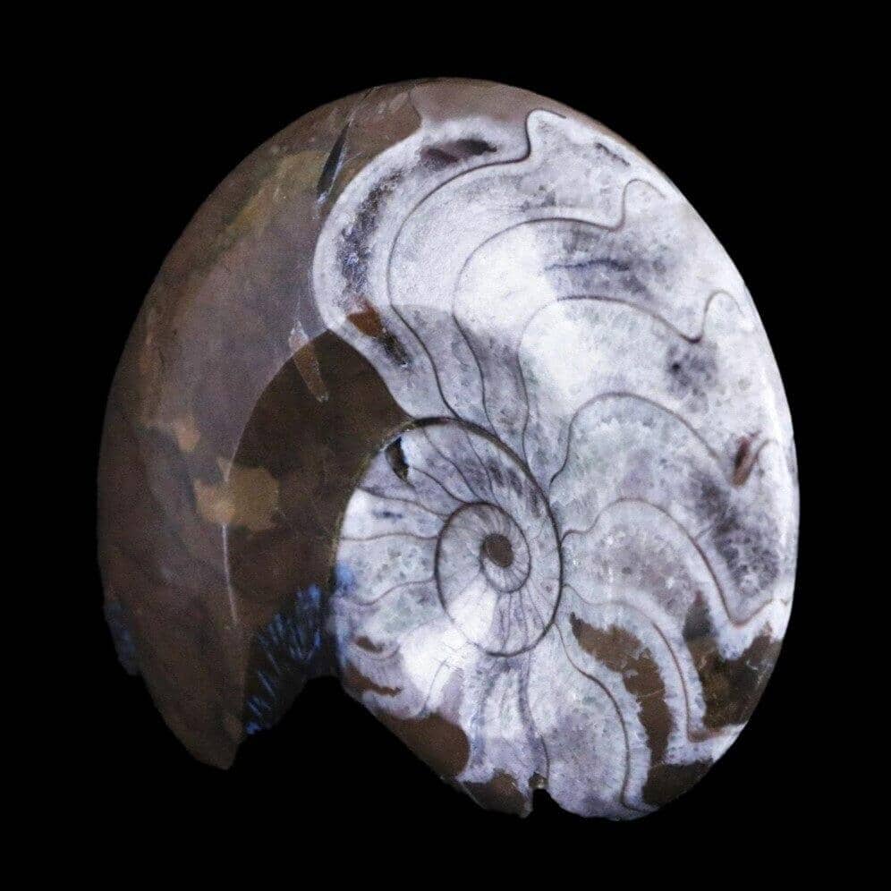 GONIATITE AMMONITE POLISHED FOSSIL PLATE FROM MOROCCO 360 MILLION YEARS OLD - Fossil Age Minerals