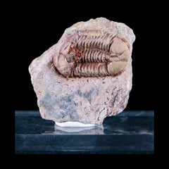 Ductina Vietnamina Fossil Trilobites