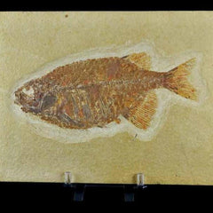 Phareodus Encaustus Fish Fossils