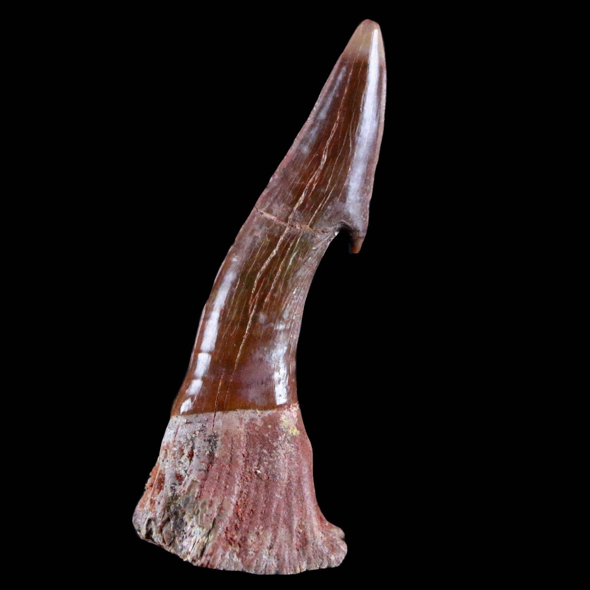 Sawfish Fossil Tooth Barb Onchopristis Numidus Cretaceous Dinosaur Era - Fossil Age Minerals
