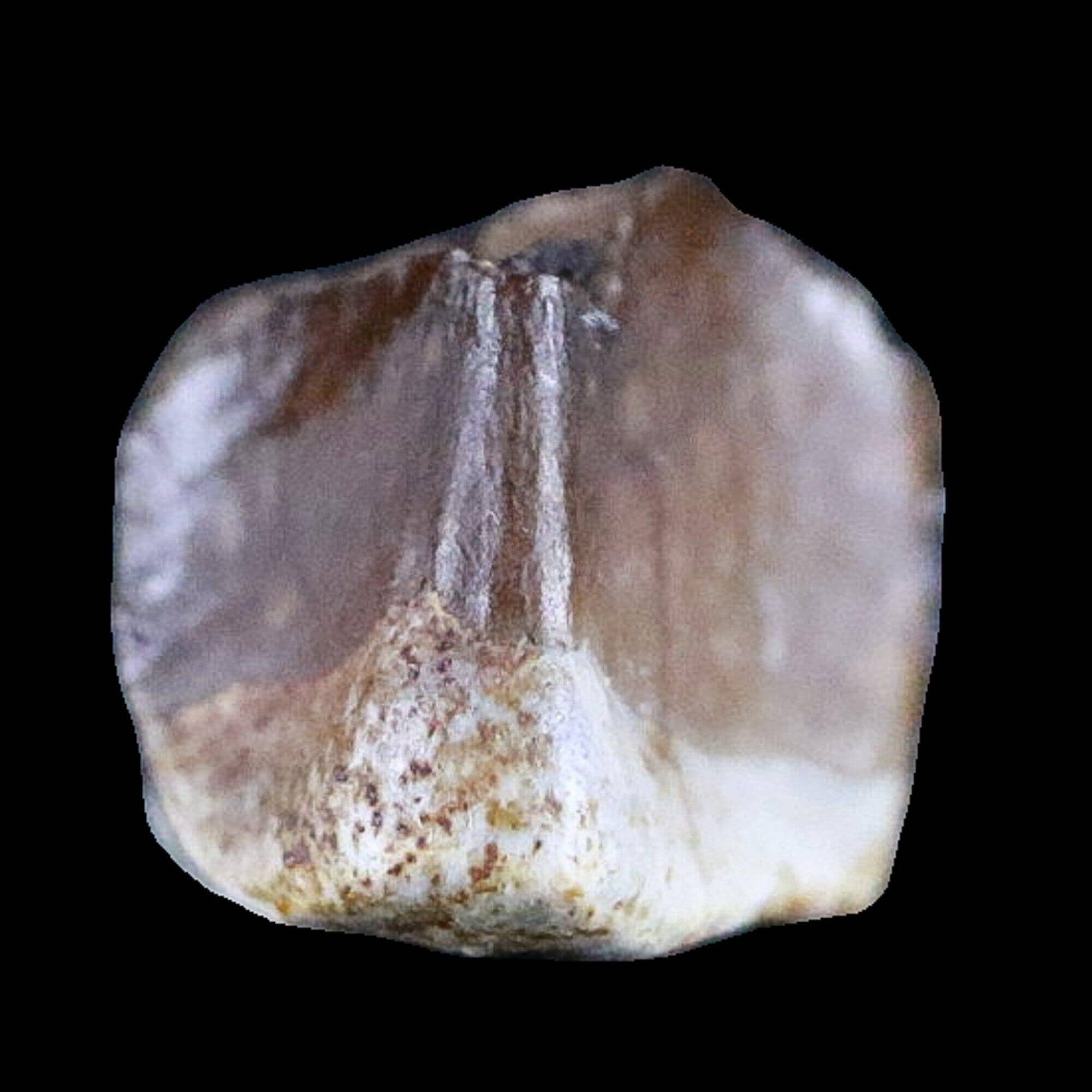 Lambeosaurus Tooth Fossil Judith River FM Cretaceous Dinosaur COA & Display - Fossil Age Minerals