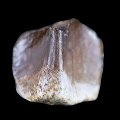 Lambeosaurus Fossil Teeth