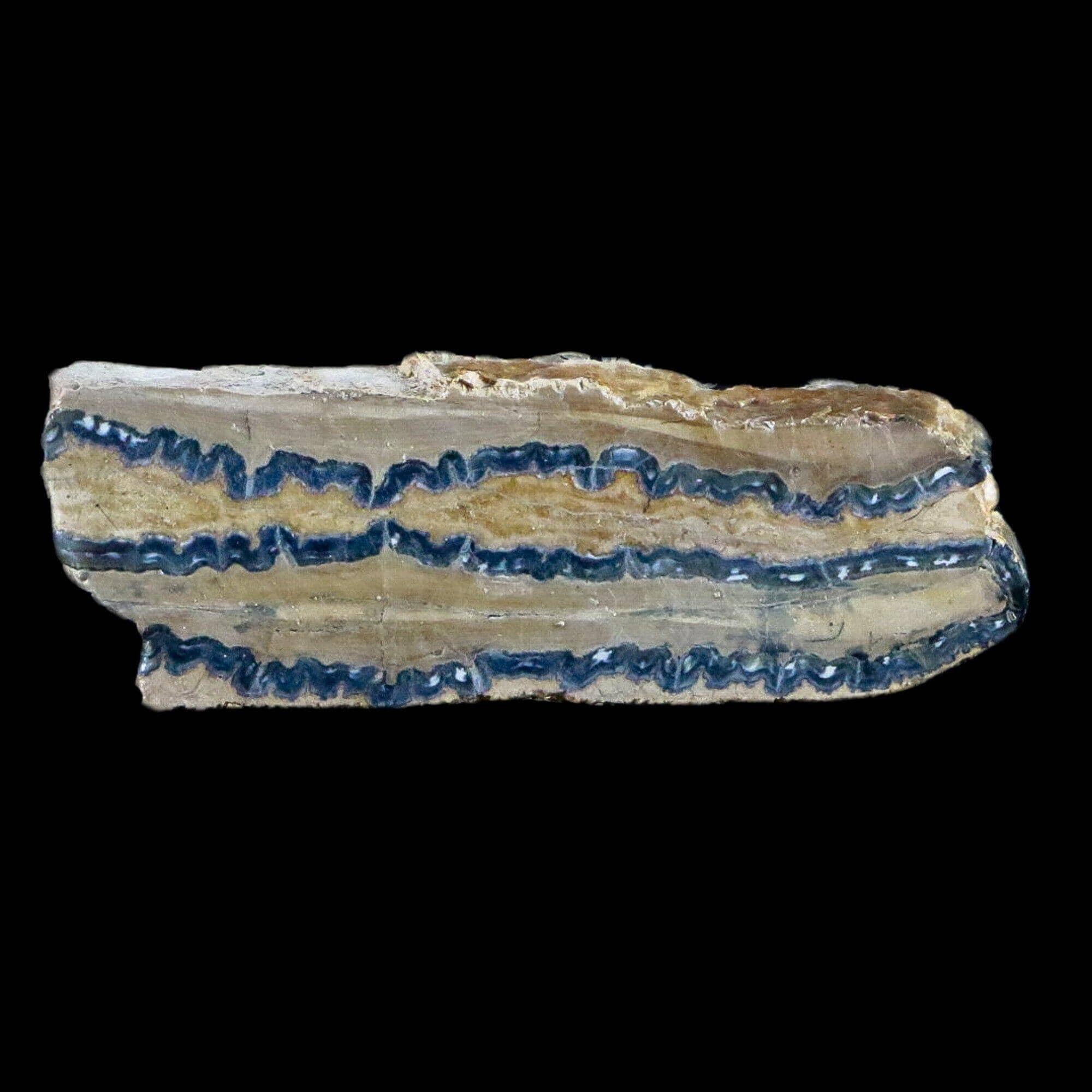 Woolly Mammoth Tooth Cross Section In Riker Display Pleistocene Hawthorne FM - Fossil Age Minerals