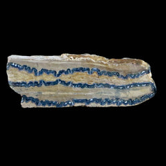 Mammoth Fossil Collection