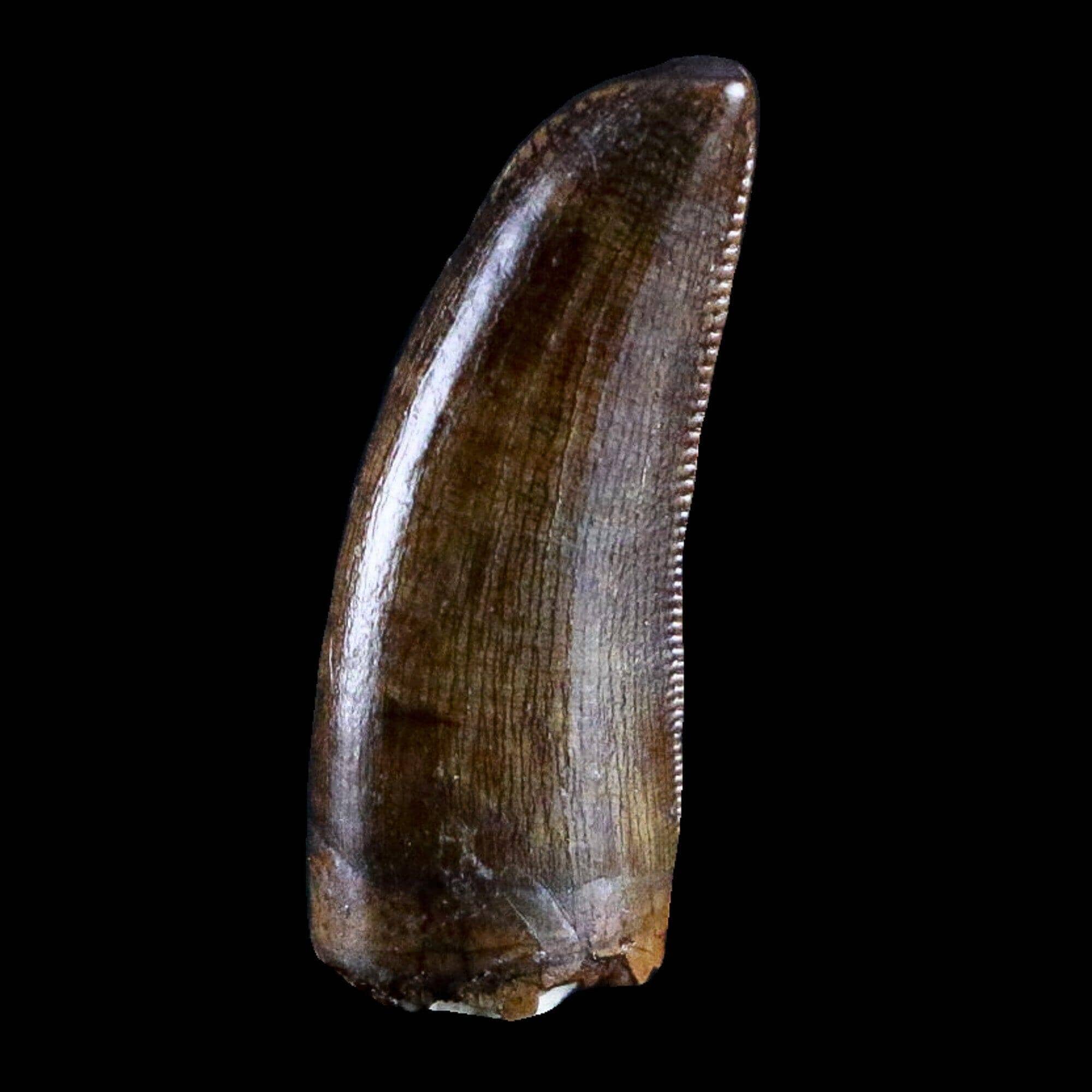 Gorgosaurus Fossil Serrated Tooth Tyrannosaur Cretaceous Dinosaur COA - Fossil Age Minerals
