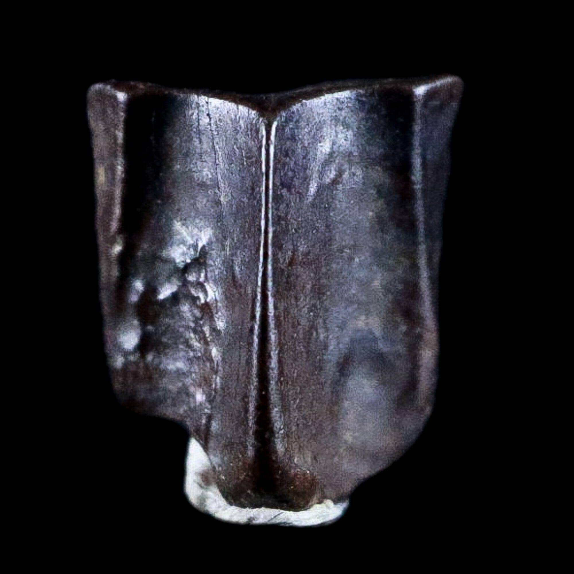 Edmontosaurus Hadrosaur Dinosaur Fossil Tooth Lance Creek FM COA, Display - Fossil Age Minerals