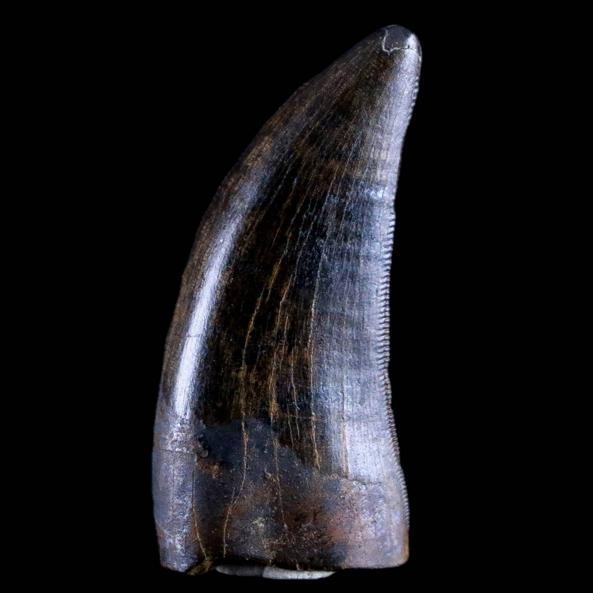 Gorgosaurus Fossil Serrated Tooth Tyrannosaur Cretaceous Dinosaur COA, Stand - Fossil Age Minerals