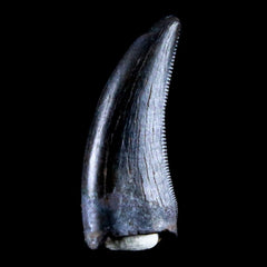 Albertosaurus Fossil Teeth