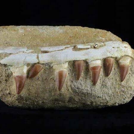Platecarpus Fossil Collection-Fossil Age Minerals