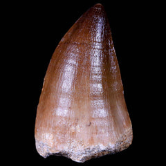 Prognathodon Fossil Collection