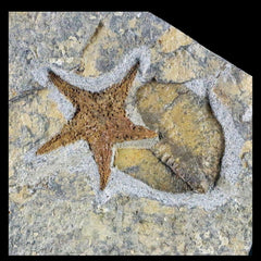 Starfish Fossil Collection