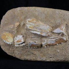 Eutrichiurides Fossil Fish Collcetion