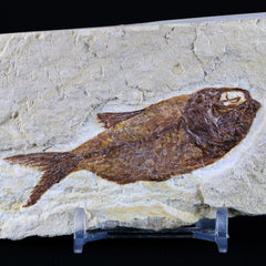Armigatus Fossil Fish Collection