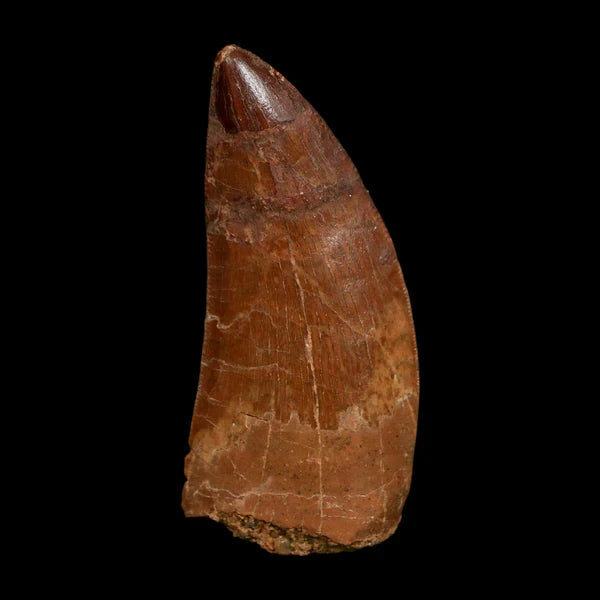 Carcharodontosaurus Fossils