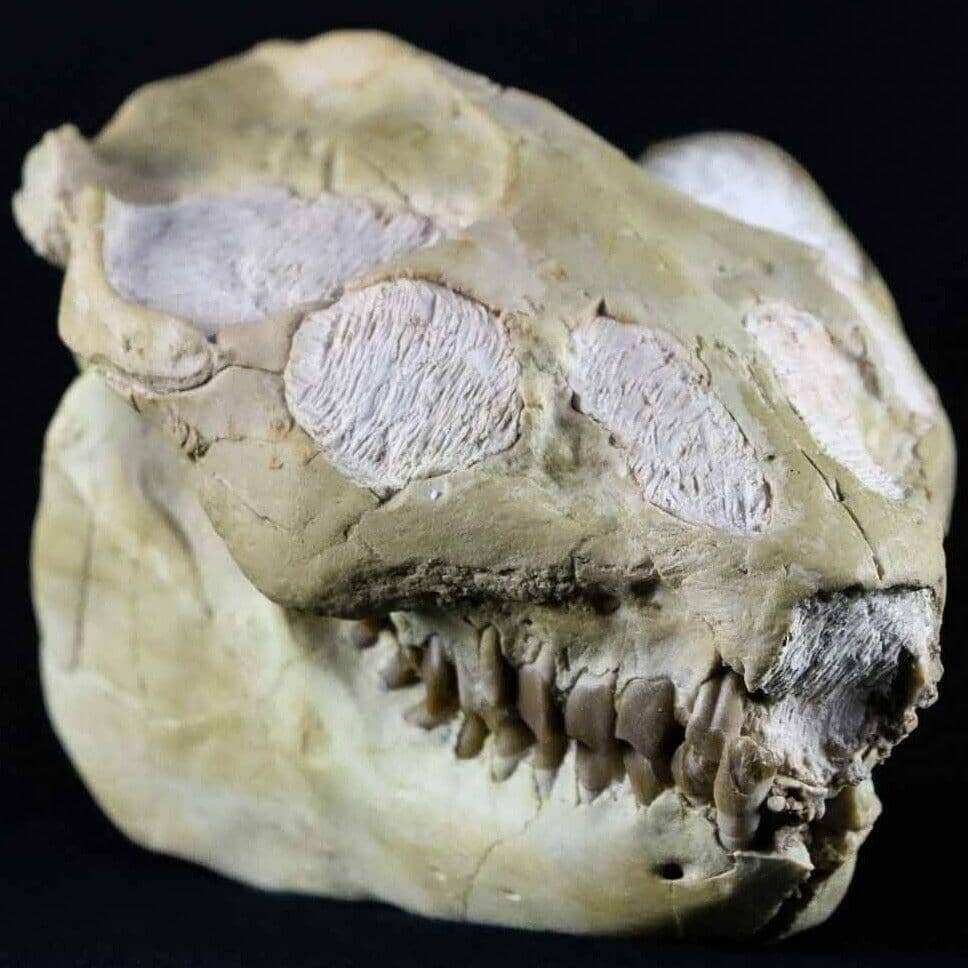 Leptauchenia Decora Oreodont Fossil Bone Skull Cap Miocene Age Badlands SD - Fossil Age Minerals