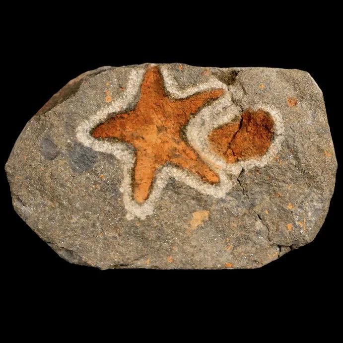 Explore Our Echinoderm Fossil Collection