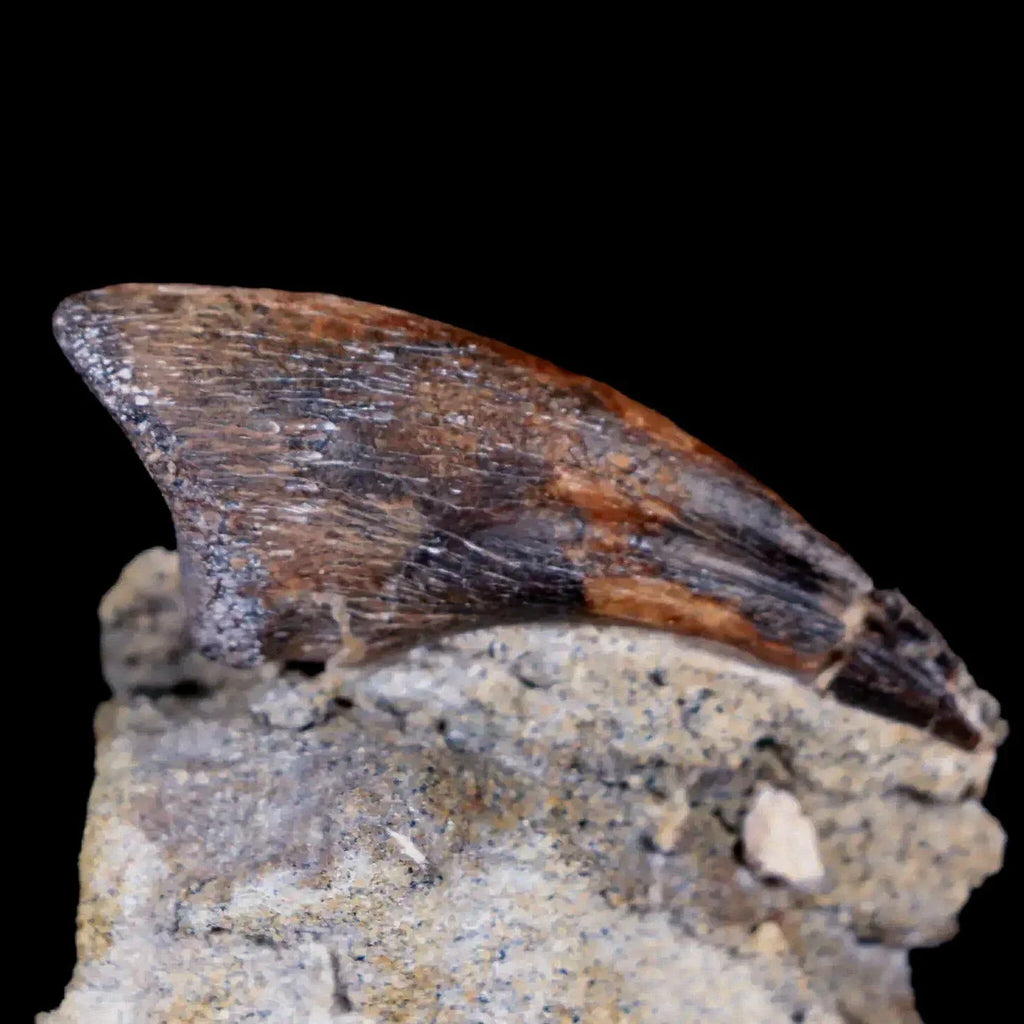 Buy Authentic Dinosaur Fossils, Bones Teeth for Sale Online