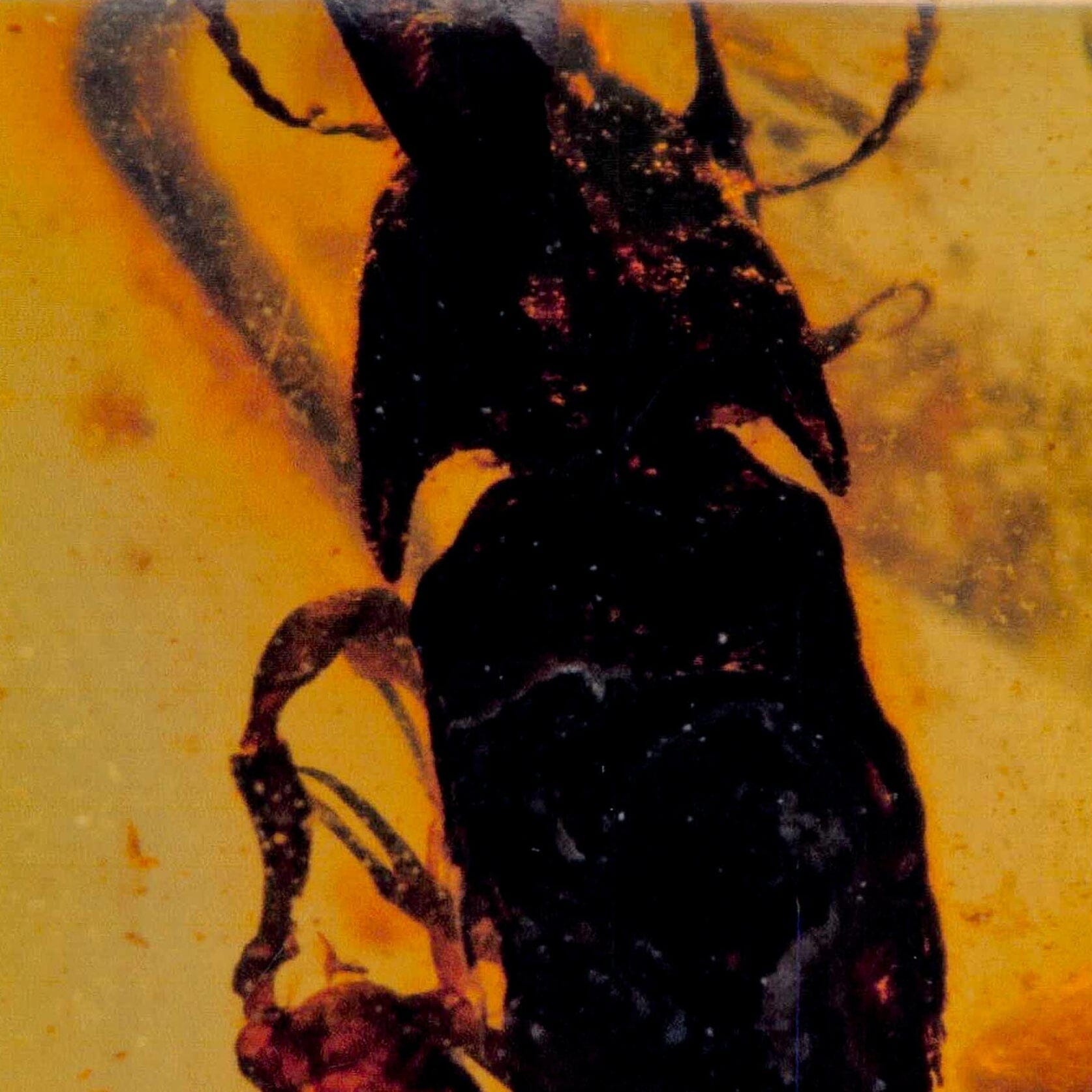 Burmese Insect Amber Coleoptera Beetle Bug Fossil Cretaceous Bermite Dinosaur Age