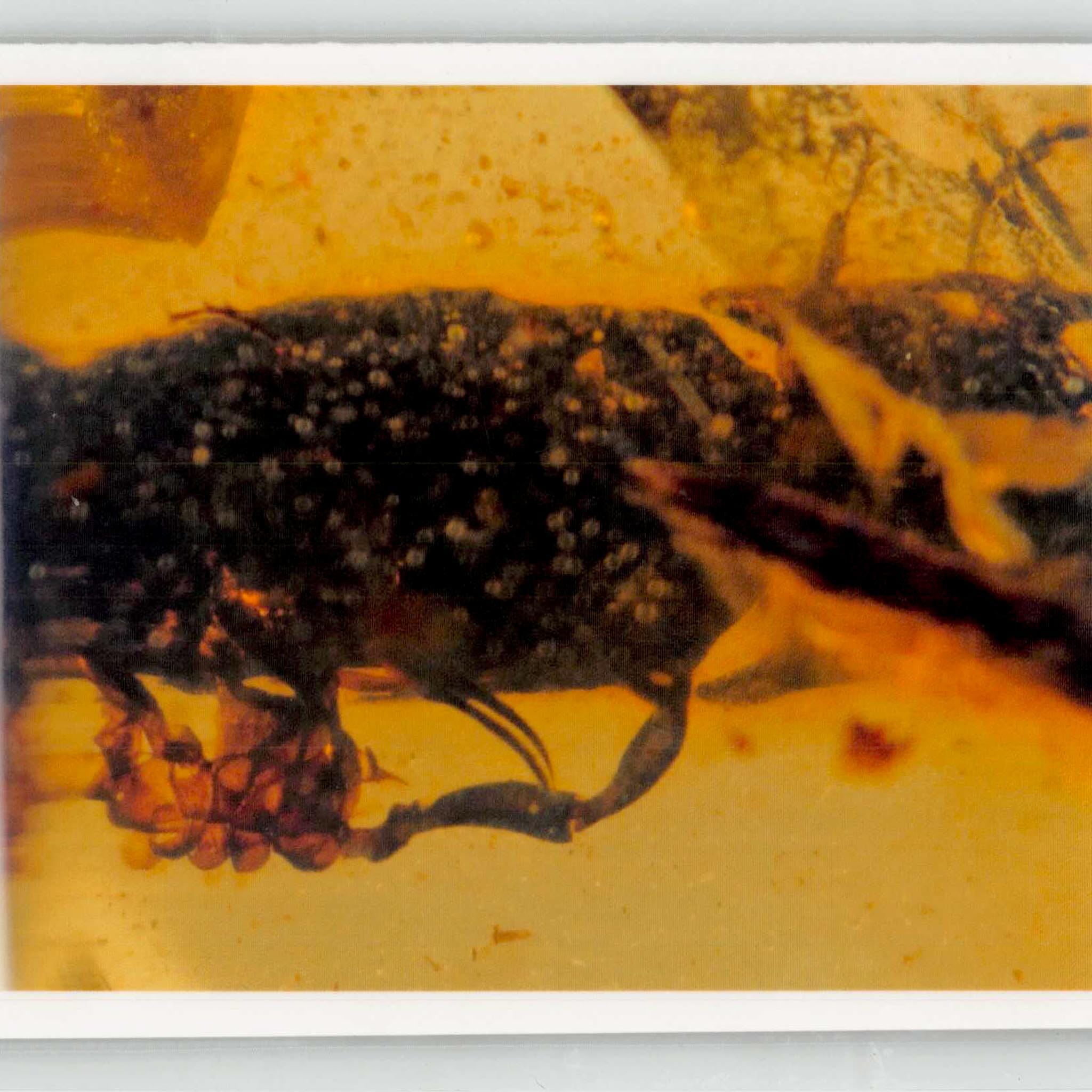 Burmese Insect Amber Coleoptera Beetle Bug Fossil Cretaceous Bermite Dinosaur Age