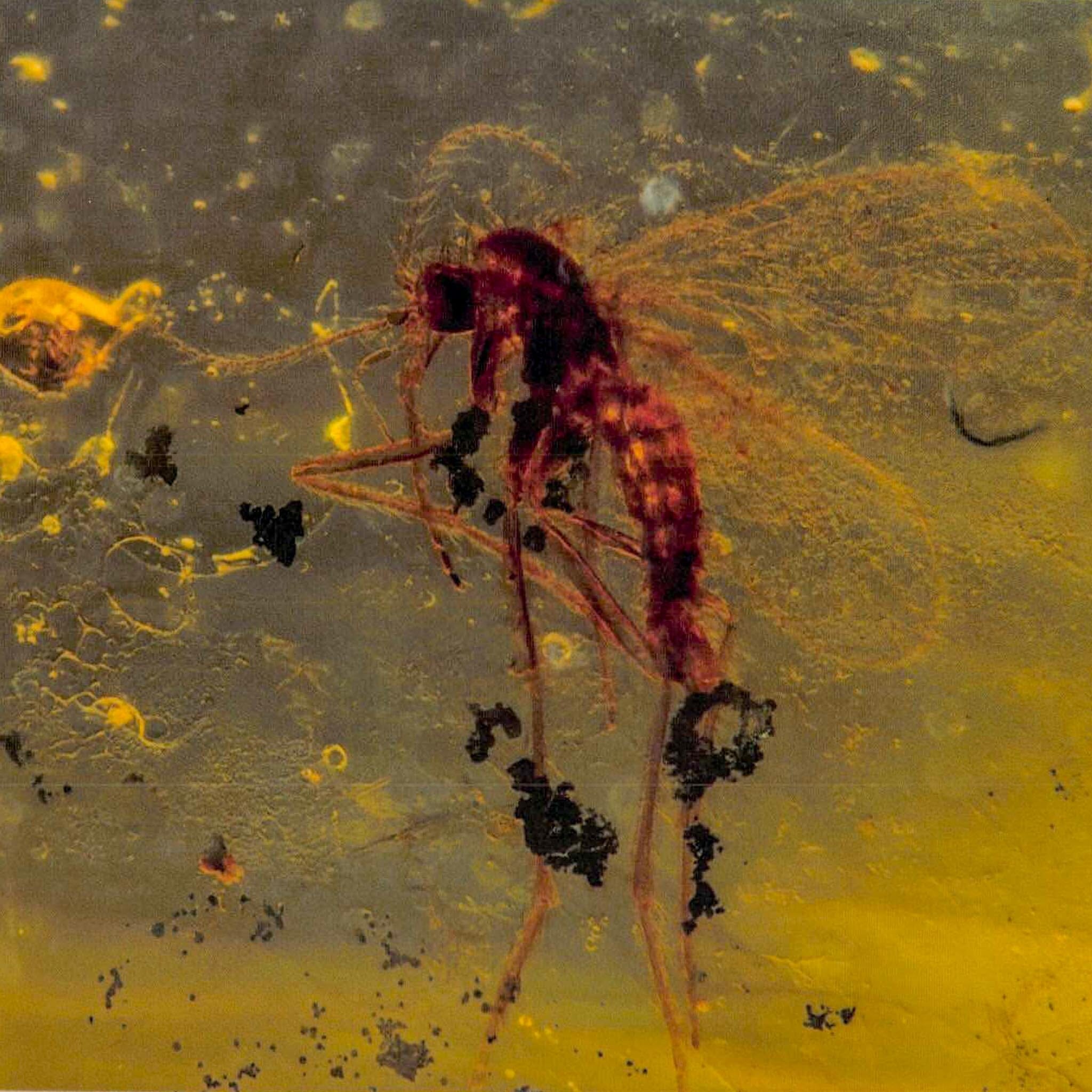 Two Burmese Insect Amber Diptera Mosquito Fly Fossil Cretaceous Bermite Dinosaur Age