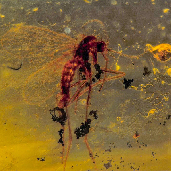 Two Burmese Insect Amber Diptera Mosquito Fly Fossil Cretaceous Bermite Dinosaur Age