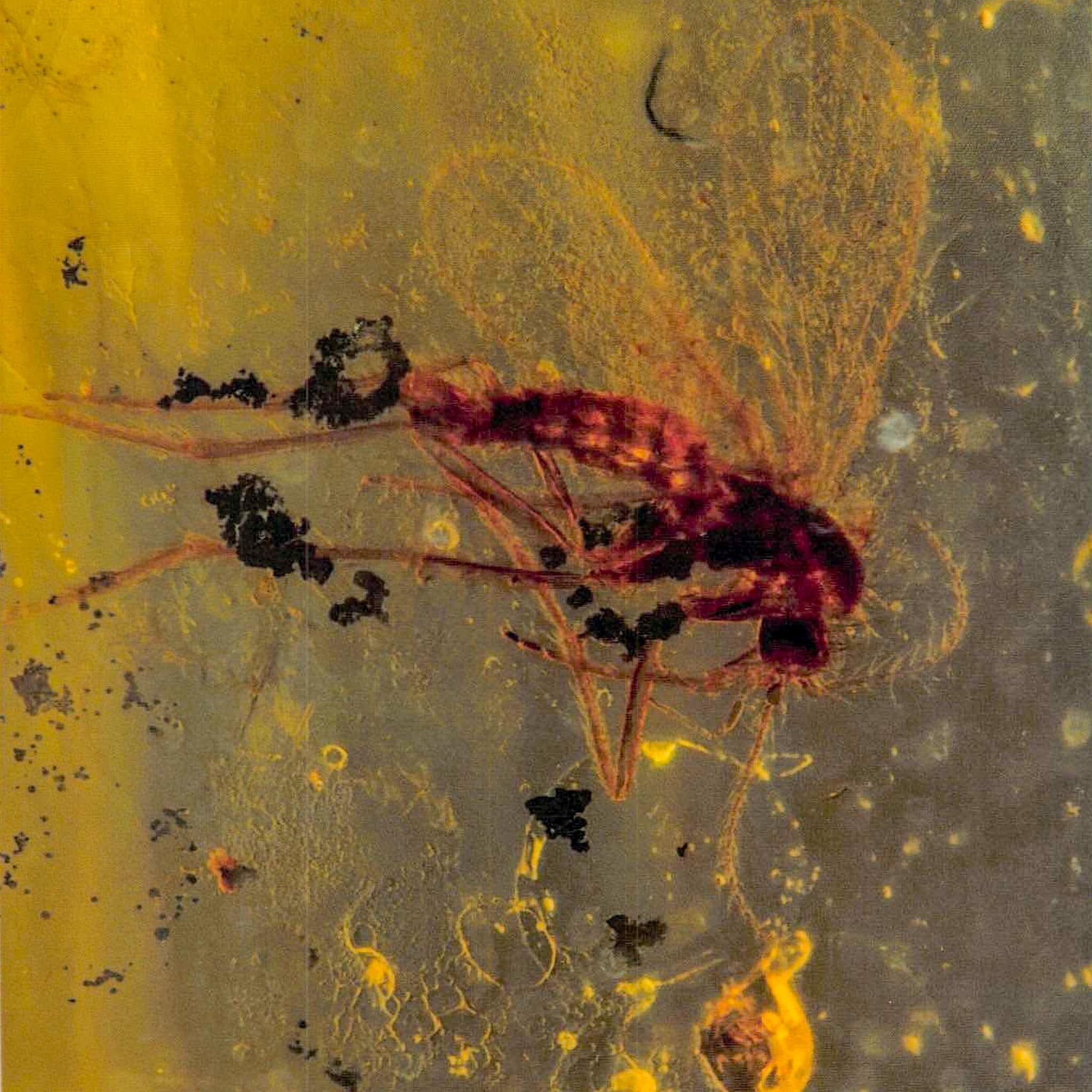 Two Burmese Insect Amber Diptera Mosquito Fly Fossil Cretaceous Bermite Dinosaur Age