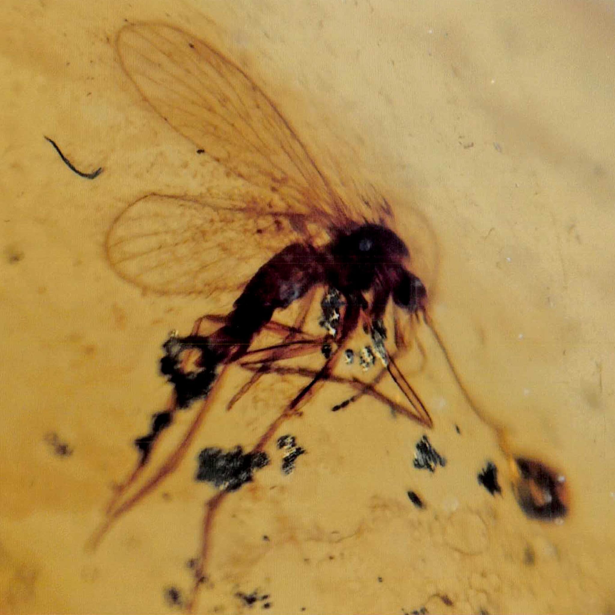 Two Burmese Insect Amber Diptera Mosquito Fly Fossil Cretaceous Bermite Dinosaur Age