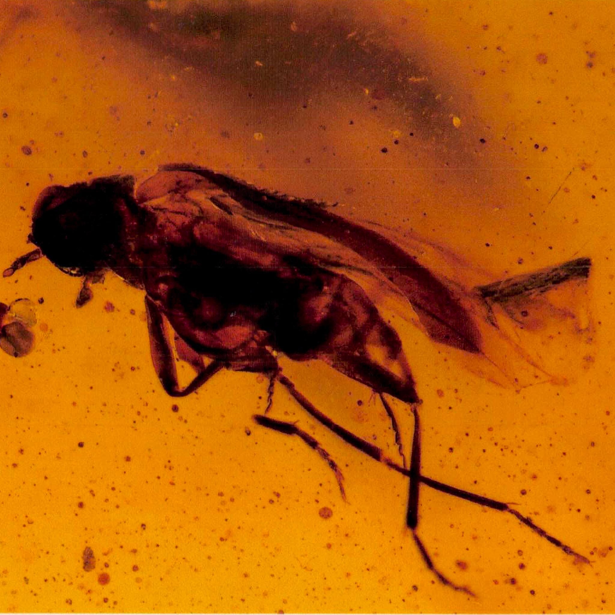 Burmese Insect Amber Diptera Mosquito Fly And Wasp Fossil Cretaceous Dinosaur Age