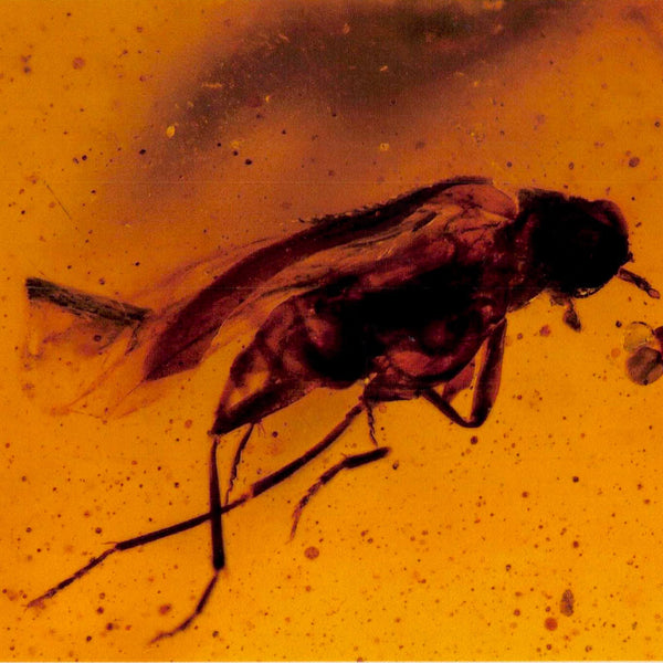 Burmese Insect Amber Diptera Mosquito Fly And Wasp Fossil Cretaceous Dinosaur Age