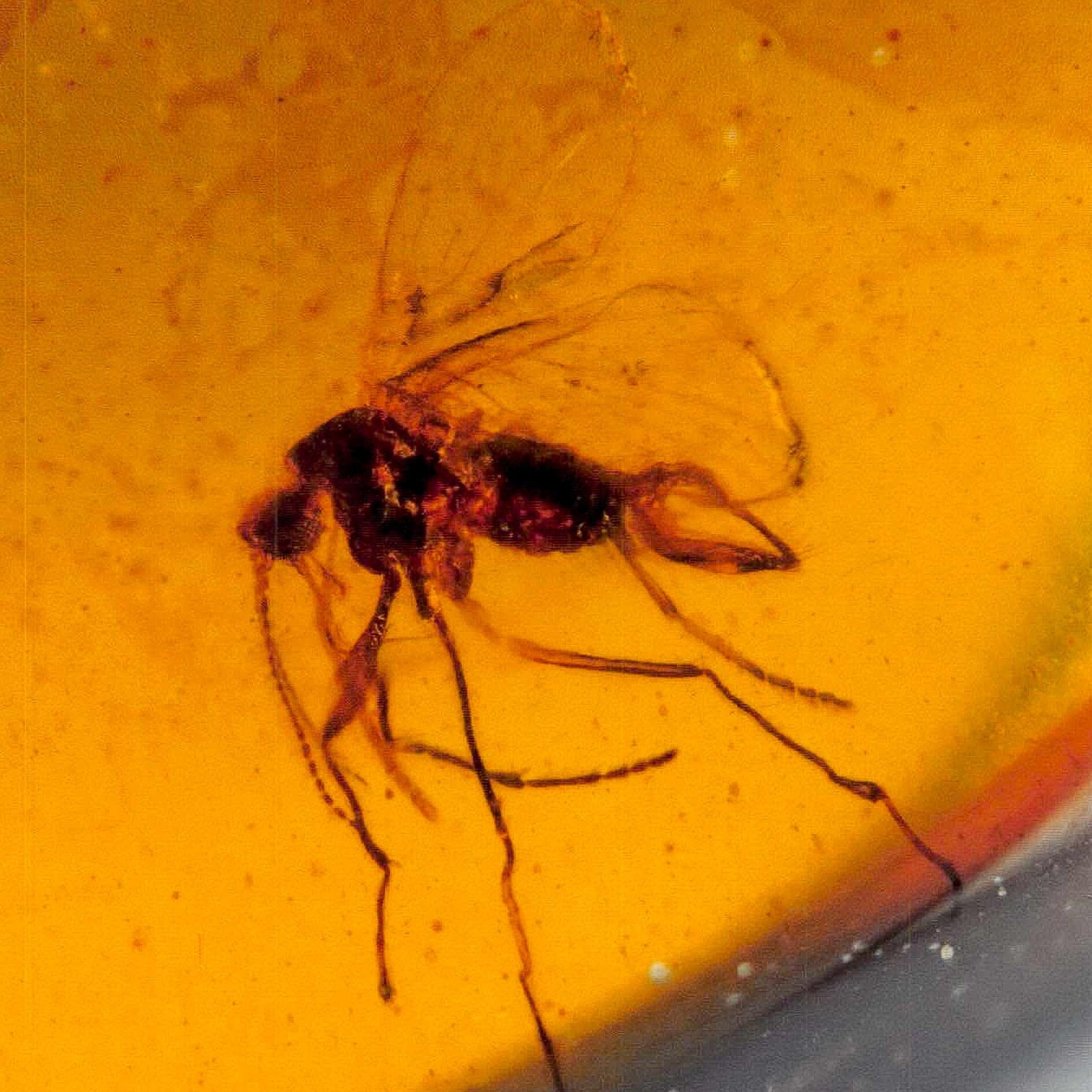 Burmese Insect Amber Diptera Mosquito Fly And Wasp Fossil Cretaceous Dinosaur Age