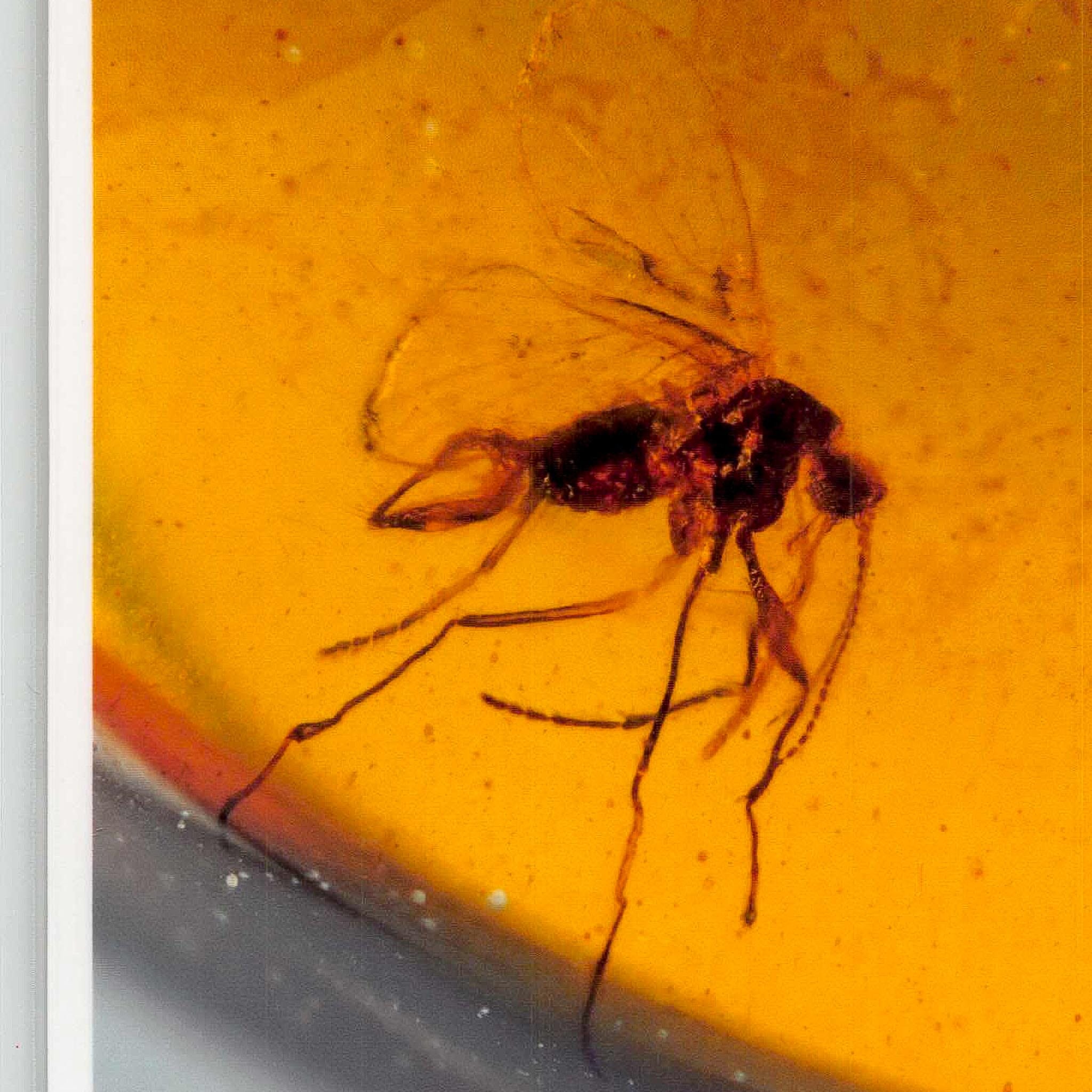 Burmese Insect Amber Diptera Mosquito Fly And Wasp Fossil Cretaceous Dinosaur Age