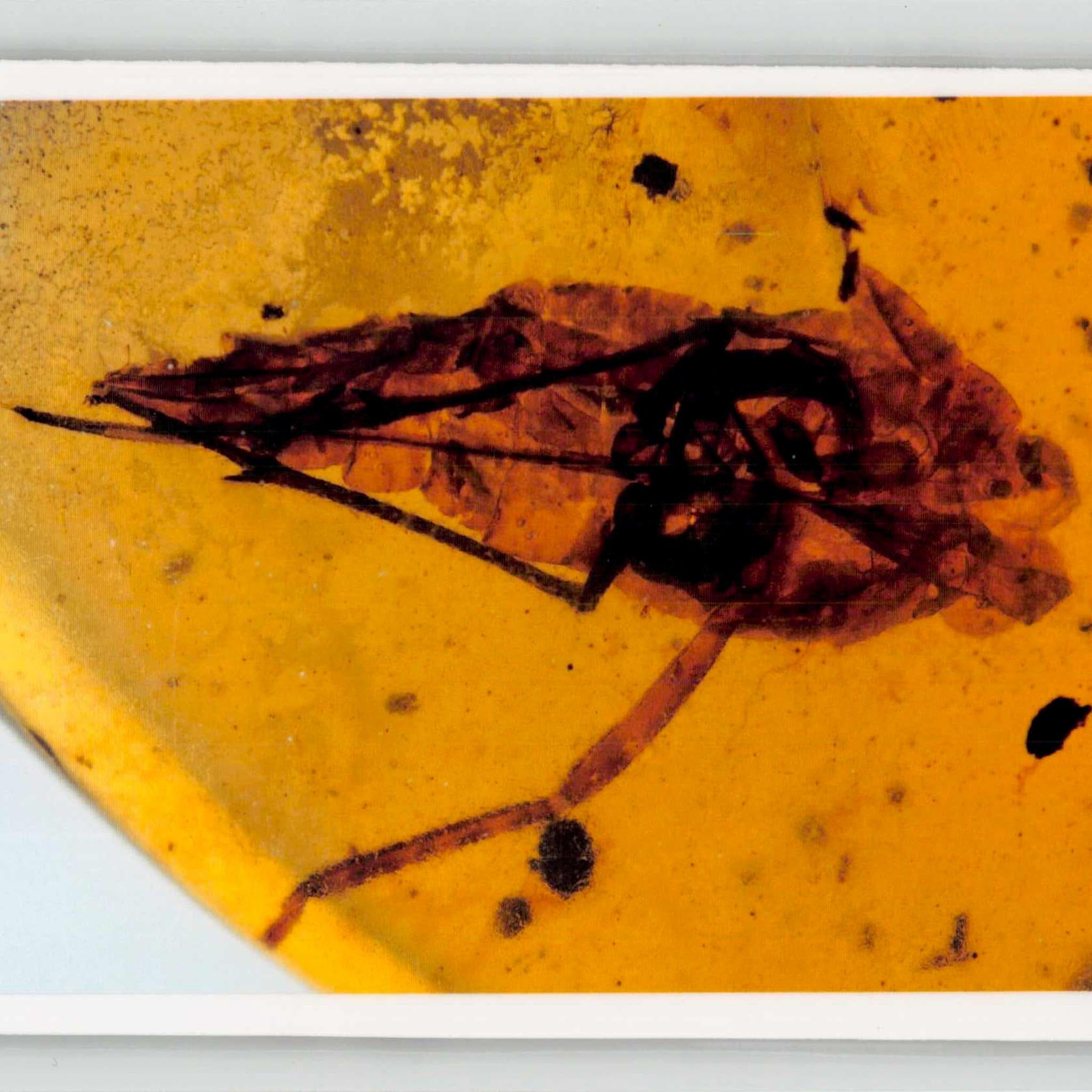 Burmese Insect Amber Unknown Flying Fossil Cretaceous Bermite Dinosaur Age