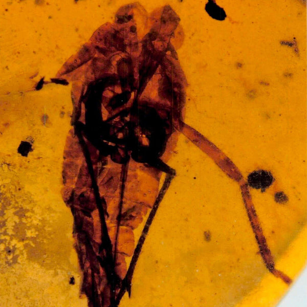Burmese Insect Amber Unknown Flying Fossil Cretaceous Bermite Dinosaur Age