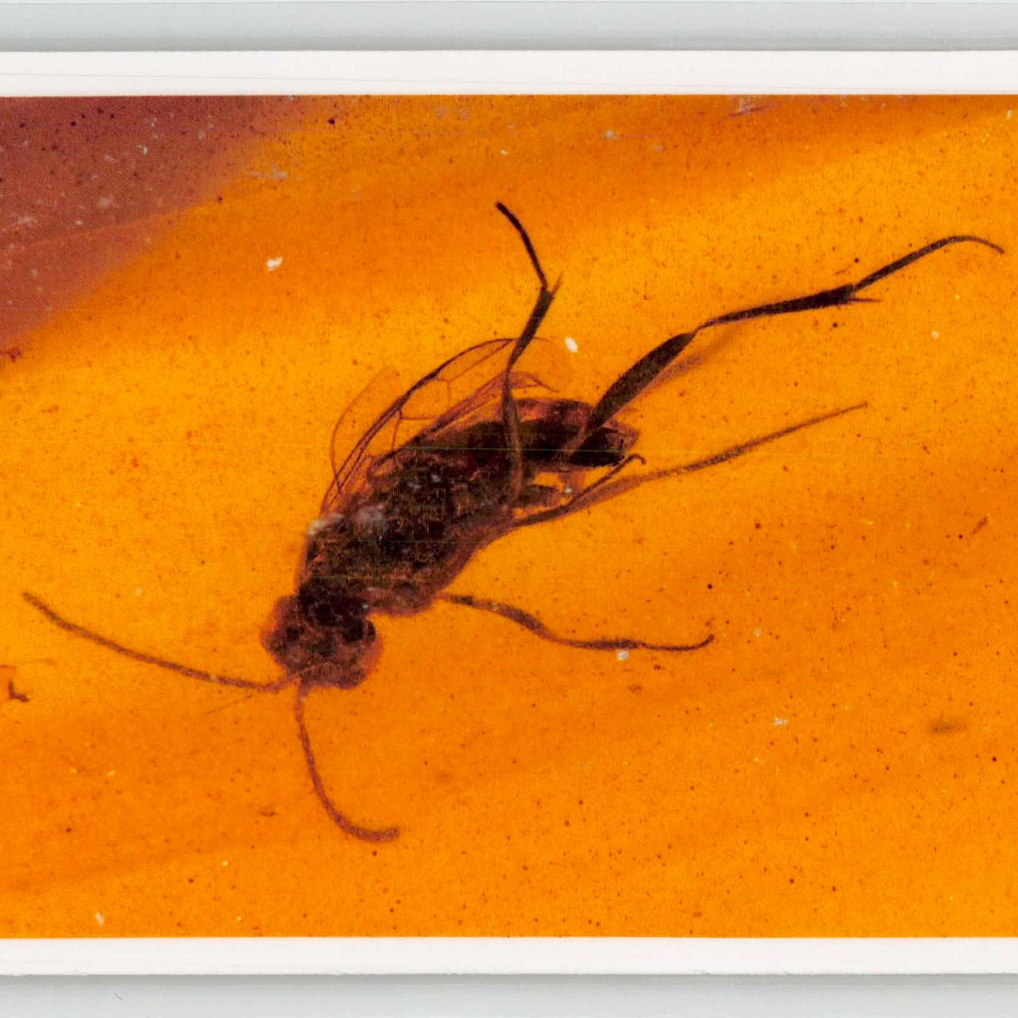 Burmese Insect Amber Hymenoptera Wasp Bee Fossil Cretaceous Dinosaur Age