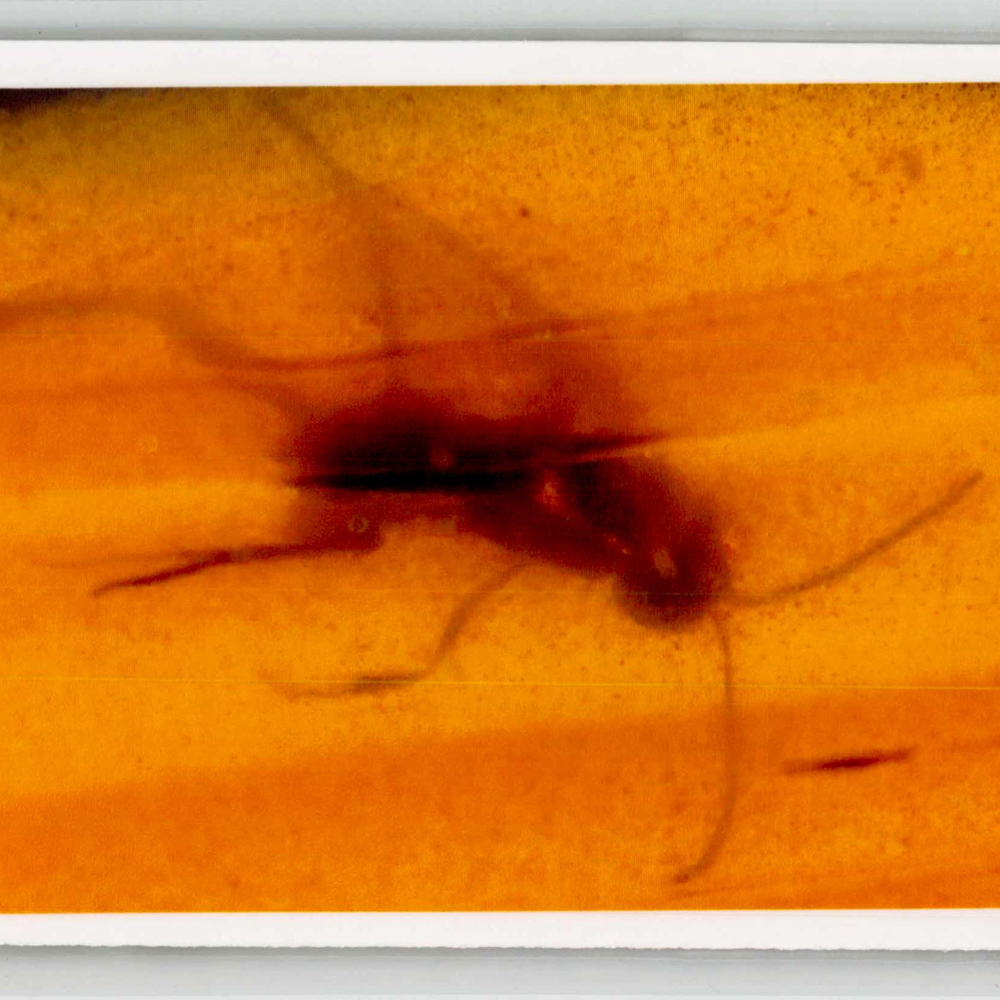 Burmese Insect Amber Hymenoptera Wasp Bee Fossil Cretaceous Dinosaur Age