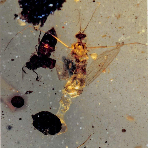 Burmese Insect Amber Mosquito Fly And Wasp Fossil Cretaceous Dinosaur Age
