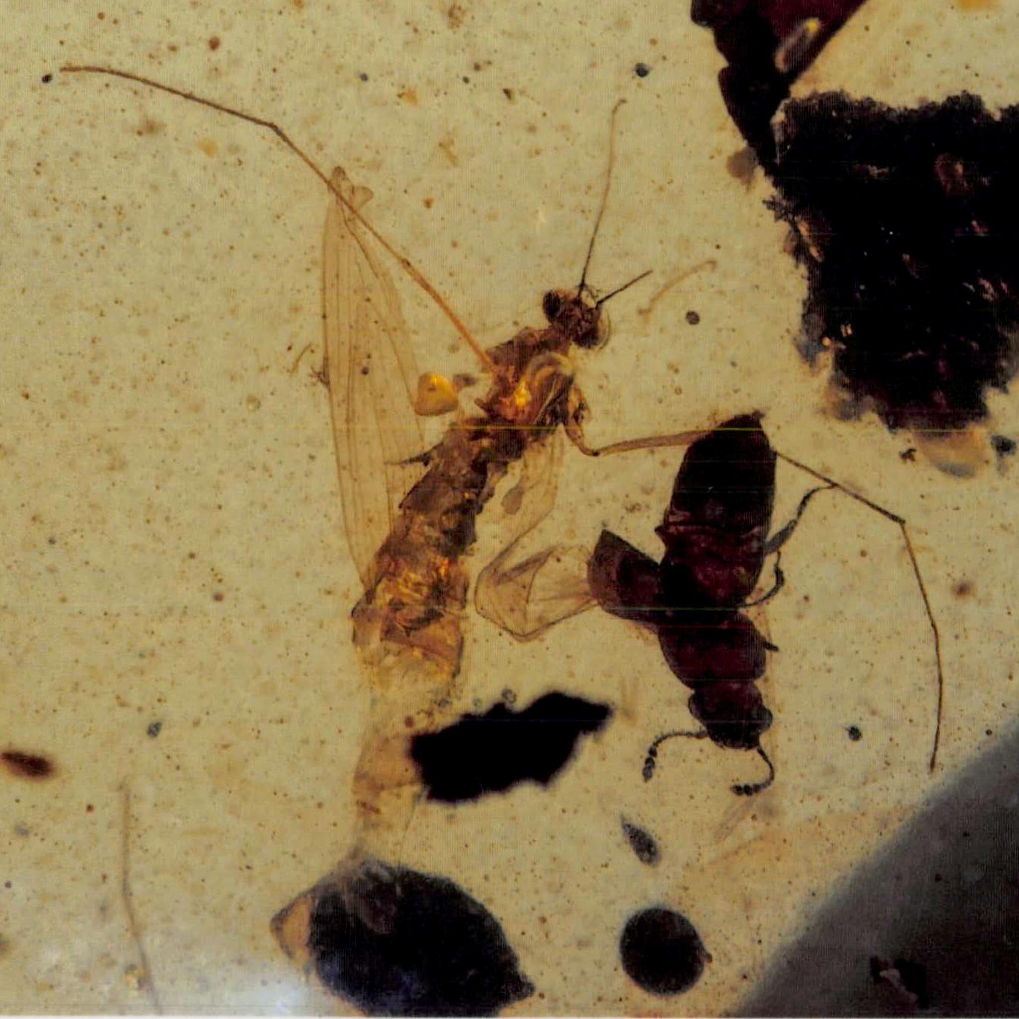 Burmese Insect Amber Mosquito Fly And Wasp Fossil Cretaceous Dinosaur Age