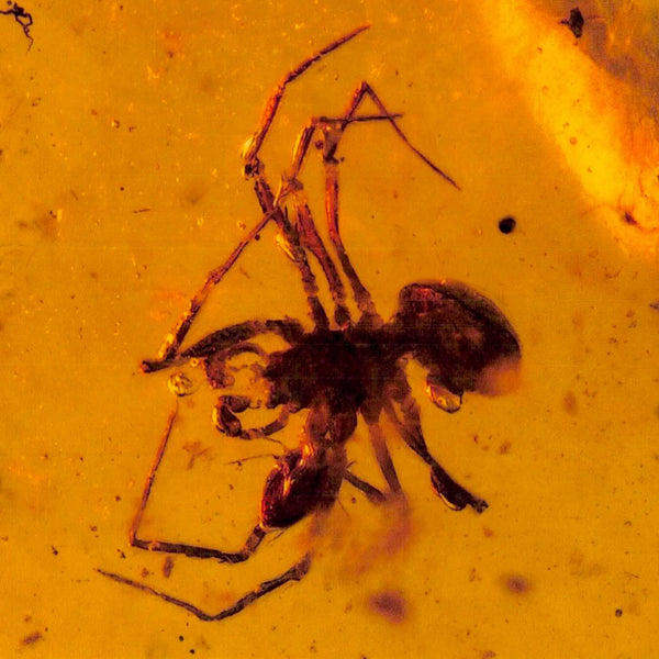 Burmese Insect Amber Arachnida Spider And Tick Fossil Burmite Cretaceous Dinosaur Age