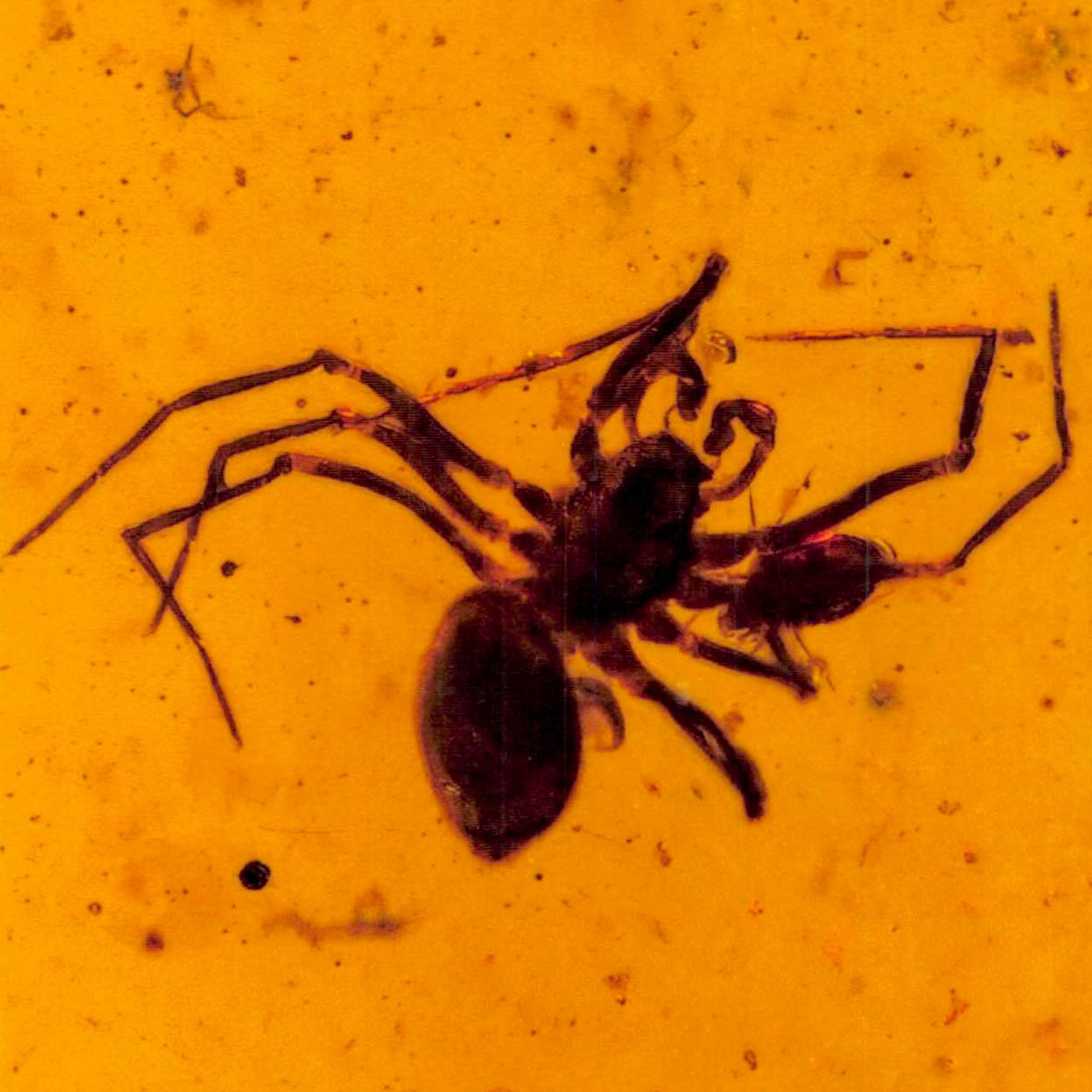 Burmese Insect Amber Arachnida Spider And Tick Fossil Burmite Cretaceous Dinosaur Age