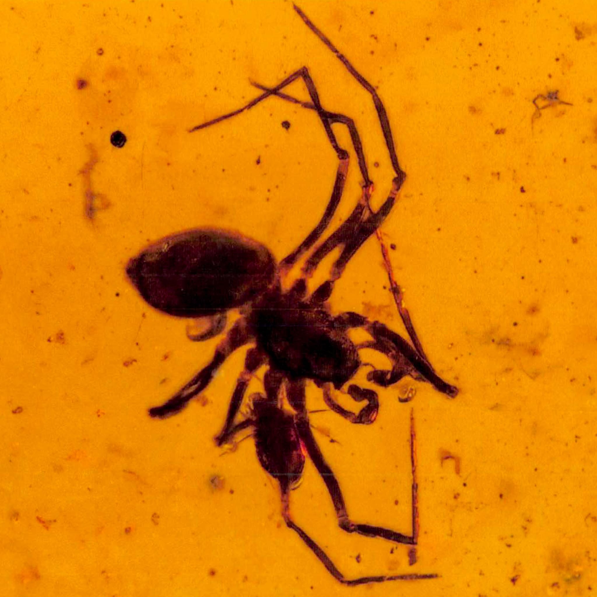 Burmese Insect Amber Arachnida Spider And Tick Fossil Burmite Cretaceous Dinosaur Age