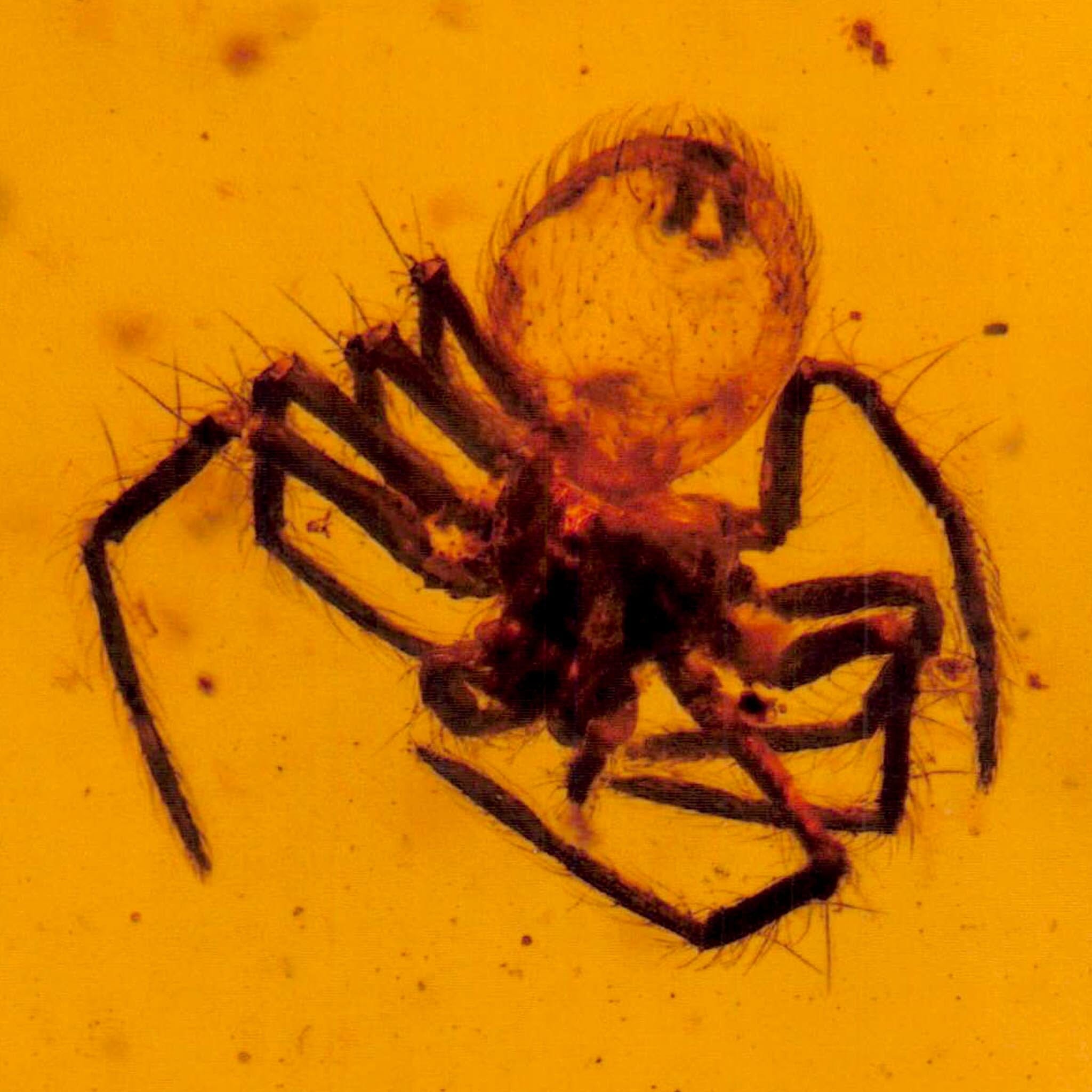 Burmese Insect Amber Arachnida Spider Fossil Burmite Cretaceous Dinosaur Age