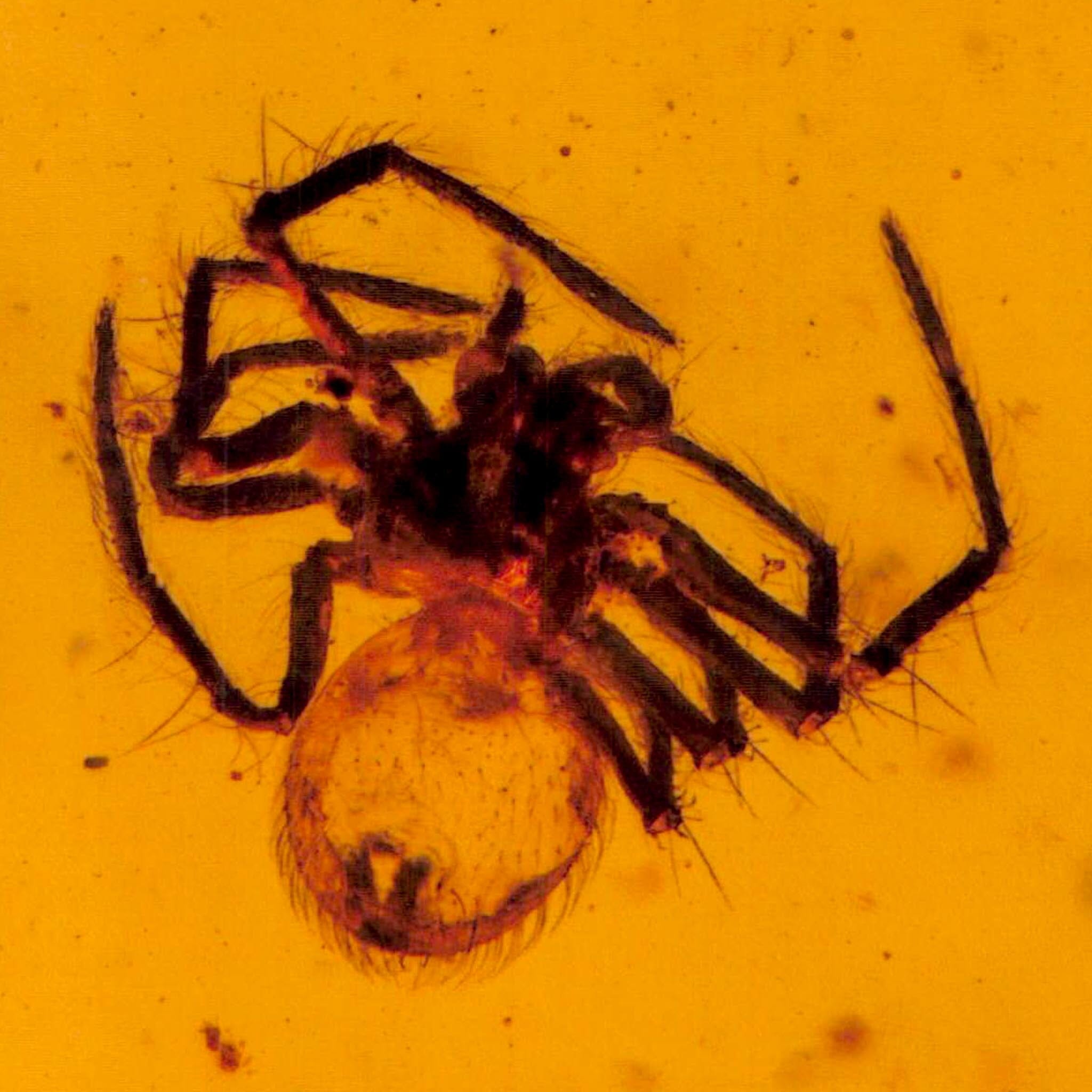 Burmese Insect Amber Arachnida Spider Fossil Burmite Cretaceous Dinosaur Age